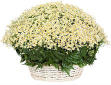 Цветочная композиция из Ромашки в корзине #REPLACE_PRED# Кротовка